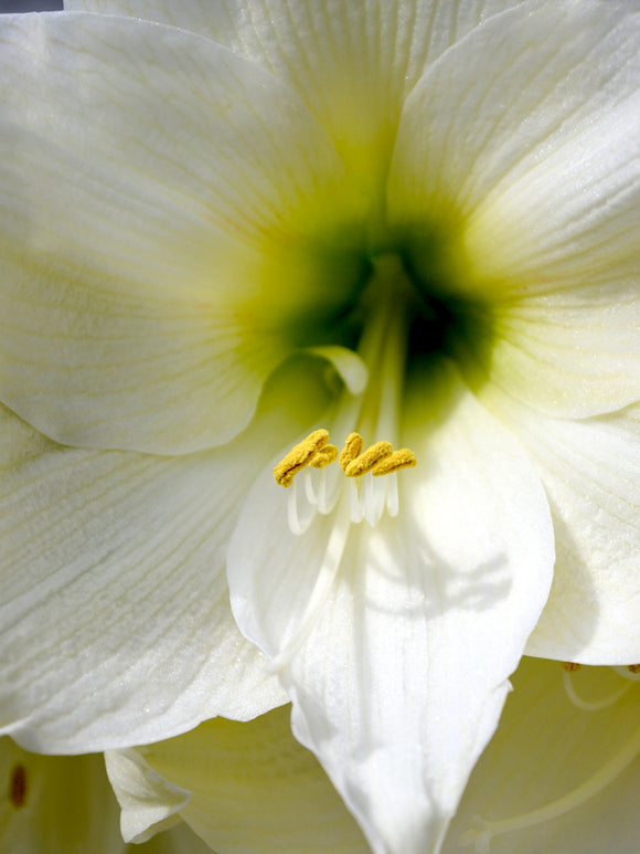 Amaryllis Christmas Gift | Weihnachten