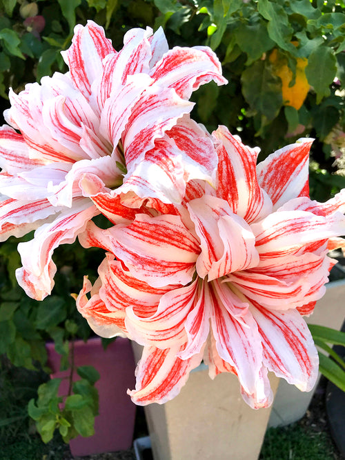 Gefüllte Riesenamaryllis ‚Dancing Queen‘