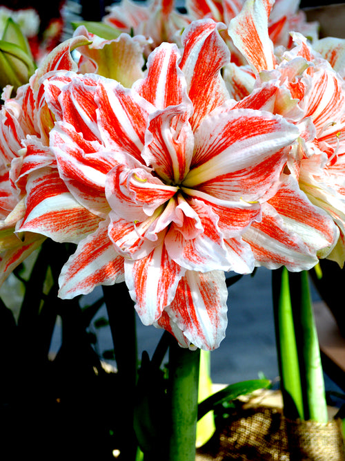 Amaryllis 'Dancing Queen'® online kaufen