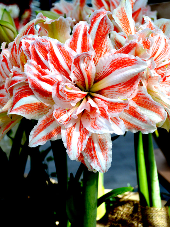 Amaryllis 'Dancing Queen'® online kaufen