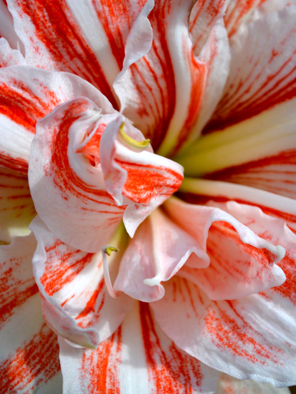 Amaryllis 'Dancing Queen'® online kaufen