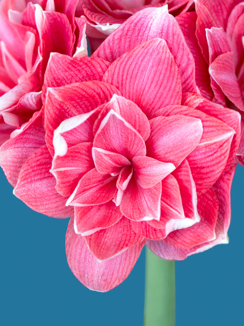 Gefüllte Riesenamaryllis Double Dream Blumenzwiebeln