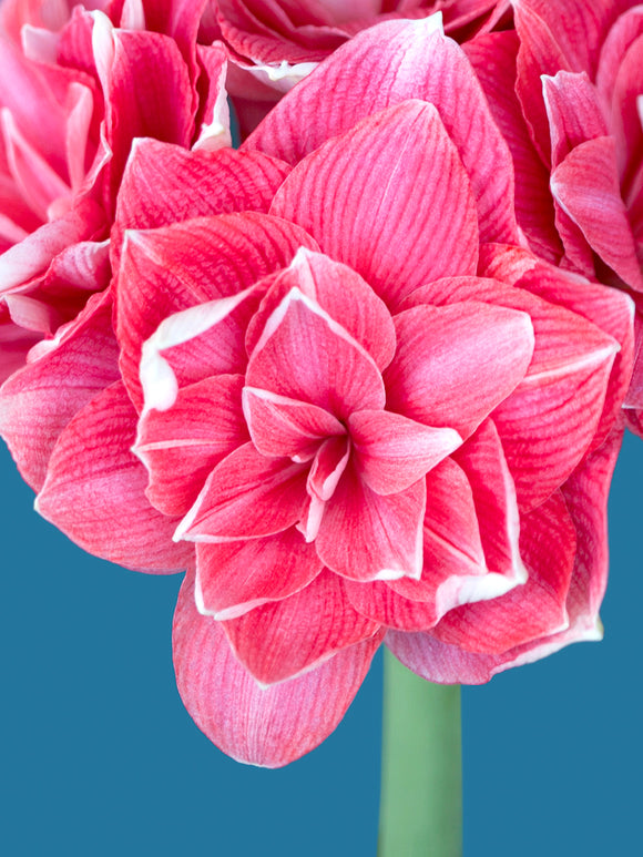 Gefüllte Riesenamaryllis Double Dream Blumenzwiebeln