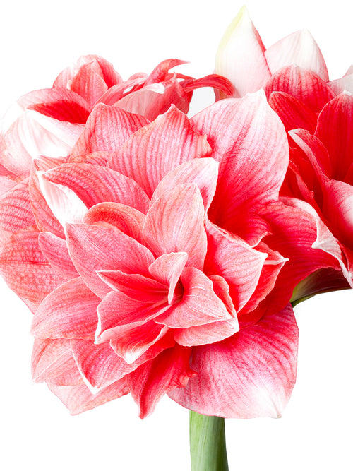 Gefüllte Riesenamaryllis Double Dream aus Holland