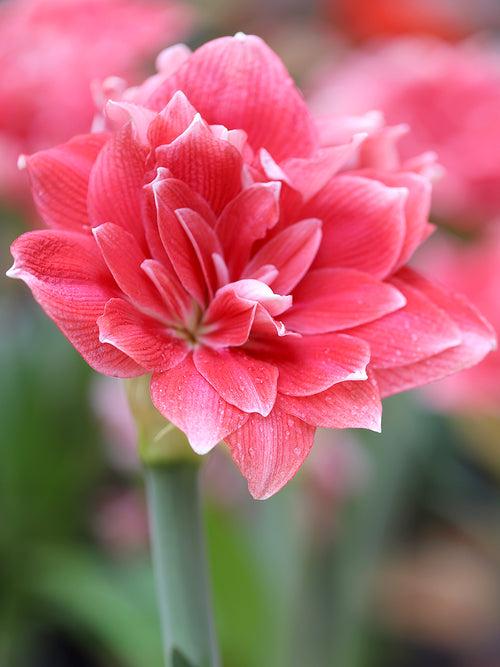 Gefüllte Riesenamaryllis Double Dream aus Holland