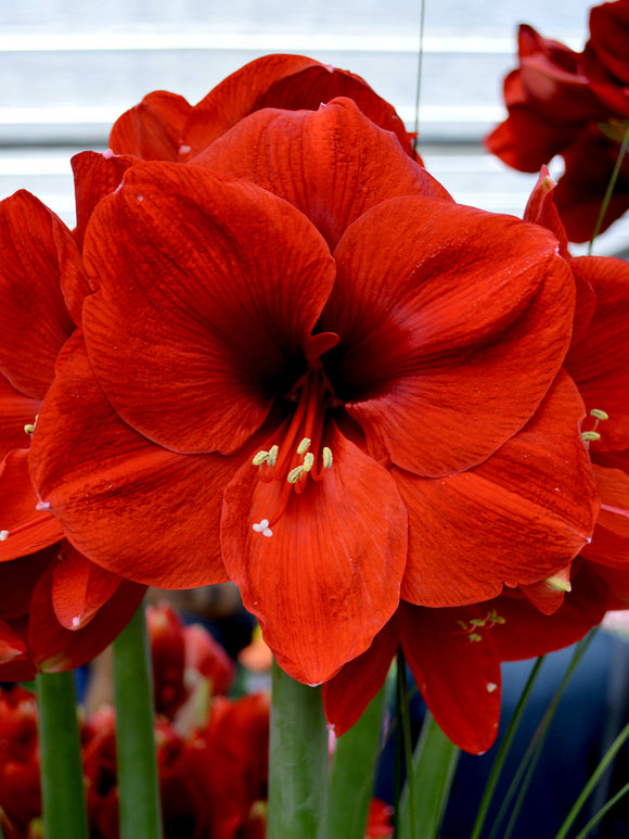 Amaryllis „Ferrari“ rot bestellen