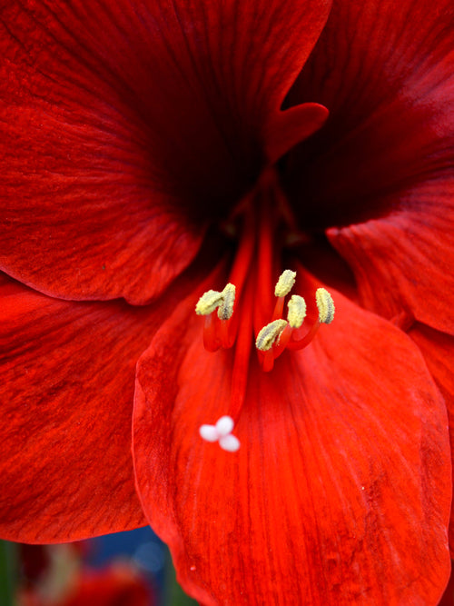 Weihnachtsamaryllis | Die rote Amaryllis Ferrari | Bestellen