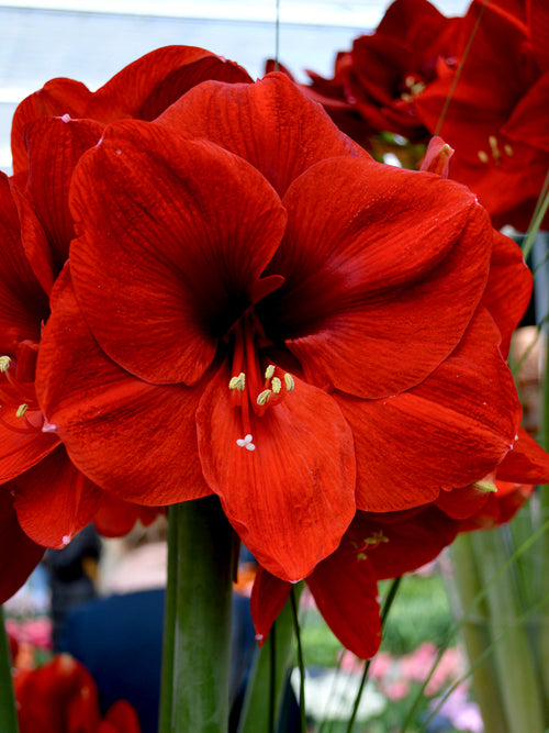 Hippeastrum 'Ferrari' selten Blumenzwiebel Amaryllis im Ferrarirot