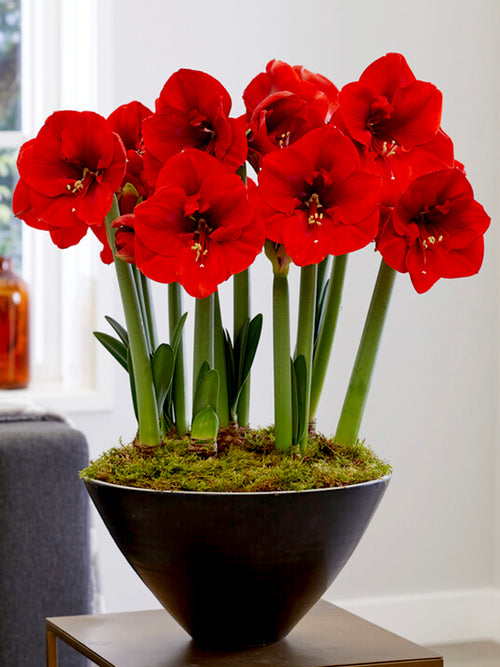 Weihnachtsamaryllis | Die rote Amaryllis Ferrari | Bestellen