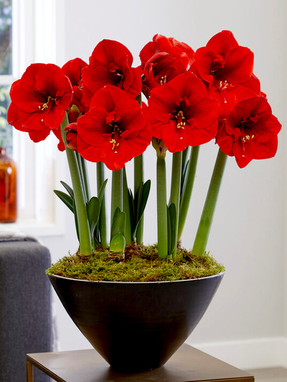 Weihnachtsamaryllis | Die rote Amaryllis Ferrari | Bestellen