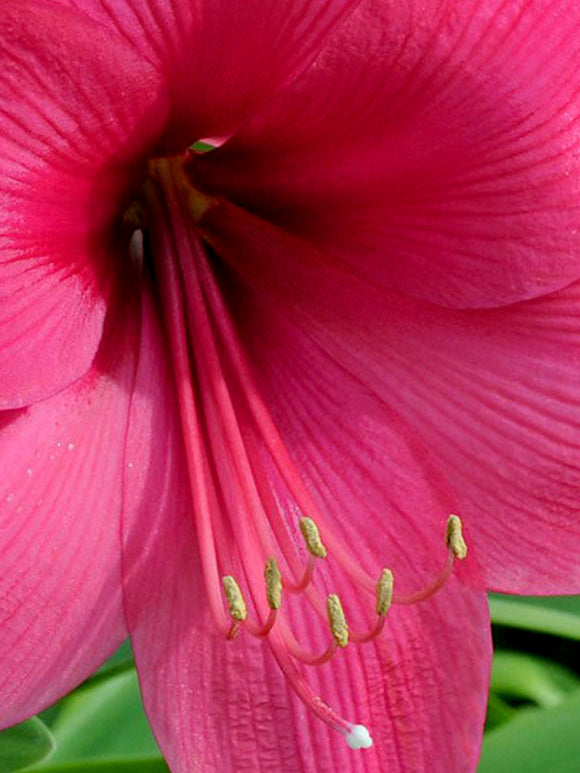 Amarylliszwiebeln kaufen | Rosa Amaryllis Lagoon