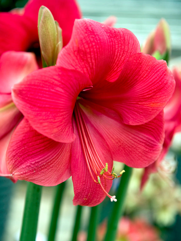 Amaryllis Lagoon - Blumenzwiebeln kaufen & bestellen