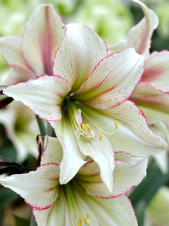 Amaryllis Blumenzwiebeln