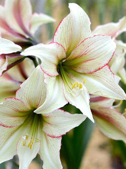 Amaryllis