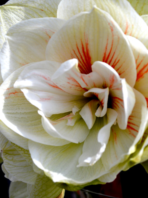 Amaryllis günstig Kaufen - Amaryllis Blumenzwiebeln