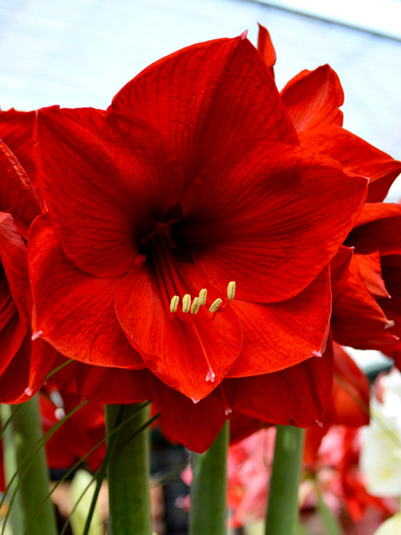 Ungefüllte Amaryllis