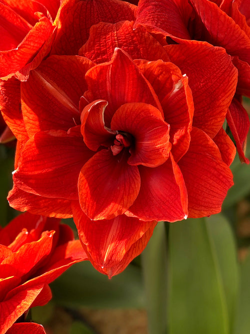Amaryllis Red Nymph - Amaryllis zwiebeln guenstig Kaufen