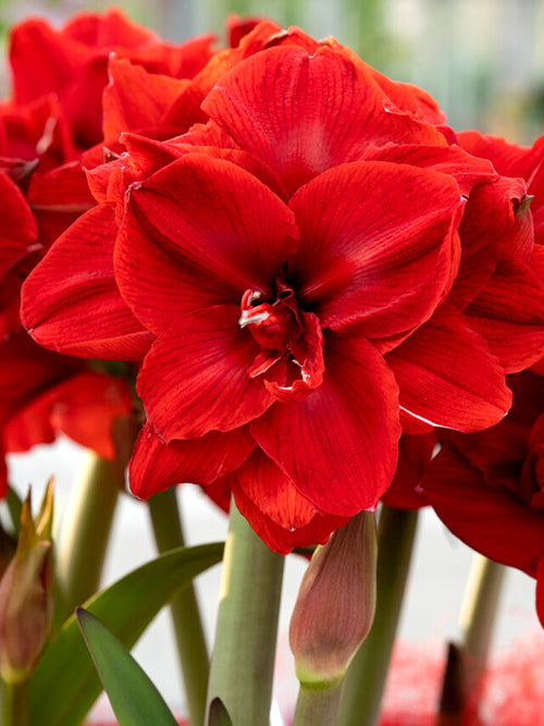 Amaryllis Red Nymph - Amaryllis zwiebeln guenstig Kaufen