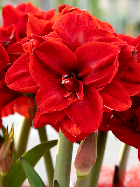 Amaryllis Red Nymph - Amaryllis zwiebeln guenstig Kaufen