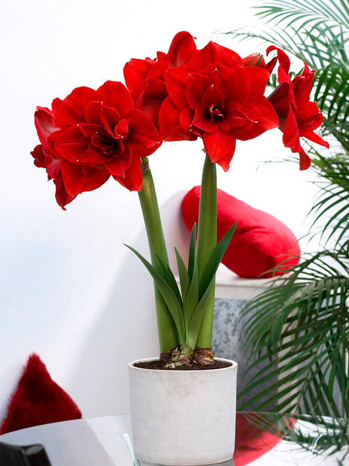 Amaryllis Red Nymph - Amaryllis zwiebeln guenstig Kaufen