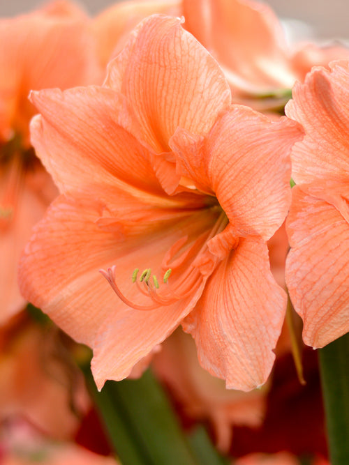 Amaryllis Rilona schnell und günstig online kaufen