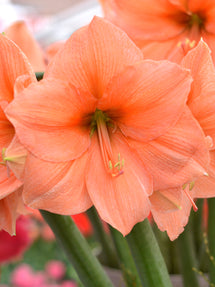 Amaryllis Rilona