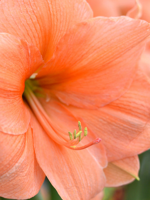 Jumbo Amaryllis Rilona - Lachs Amaryllis