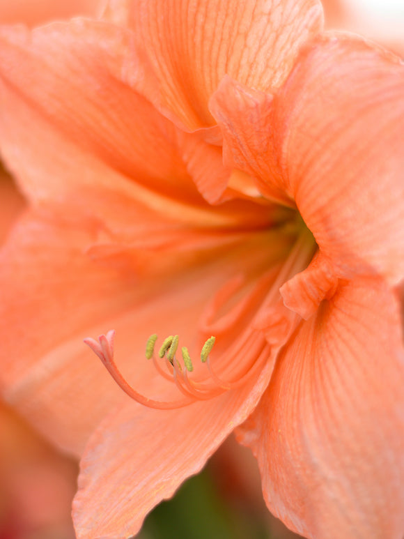 Amaryllis Rilona schnell und günstig online kaufen