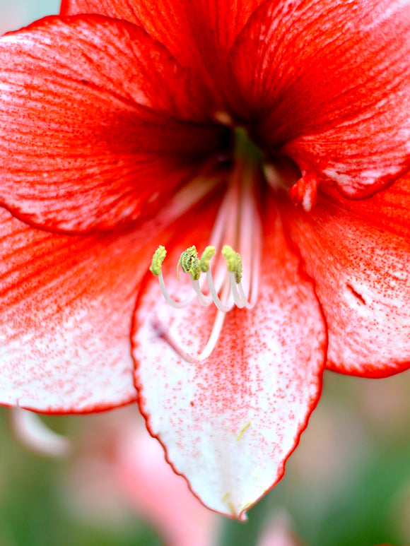 rote und weiße Amaryllis
