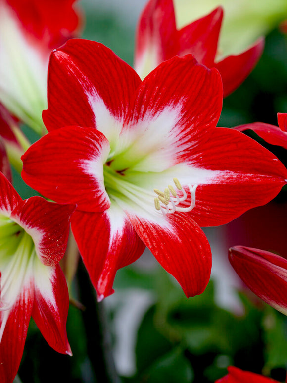 Amaryllis 'Très Chic'