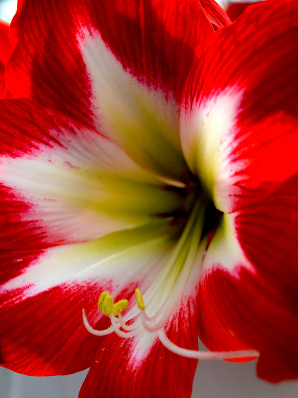 Amaryllis Tres Chic Blumenzwiebeln