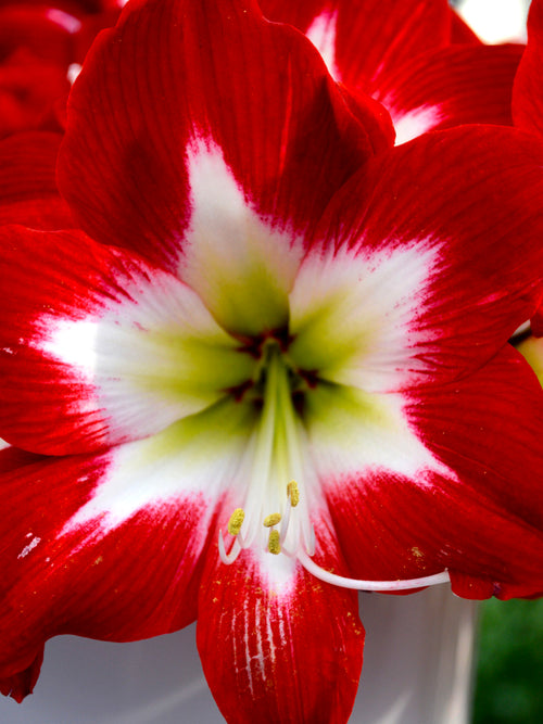 Amaryllis 'Très Chic' bestellen