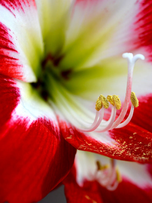 Amaryllis 'Très Chic' Zwiebeln