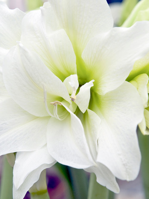 Amaryllis zwiebeln Nymph weiß kaufen