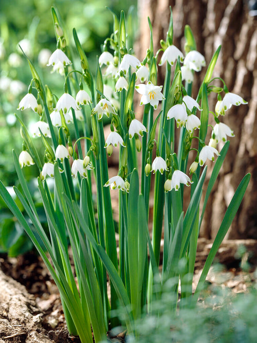 Leucojum aestivum 'Gravetye Giant' – Sommer-Knotenblume