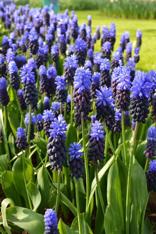 Muscari latifolium Breitblättrige Traubenhyazinthe