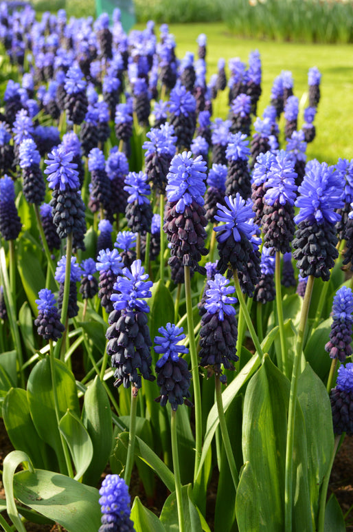 Muscari latifolium Breitblättrige Traubenhyazinthe