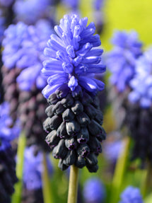 Muscari Latifolium (Breitblättrige Traubenhyazinthe)