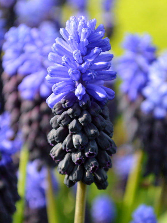 Muscari Latifolium Blumenzwiebeln