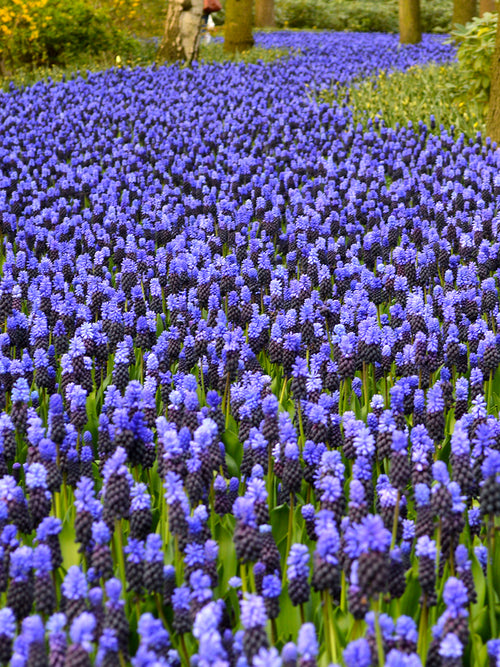 Blumenzwiebeln Muscari LATIFOLIUM kaufen