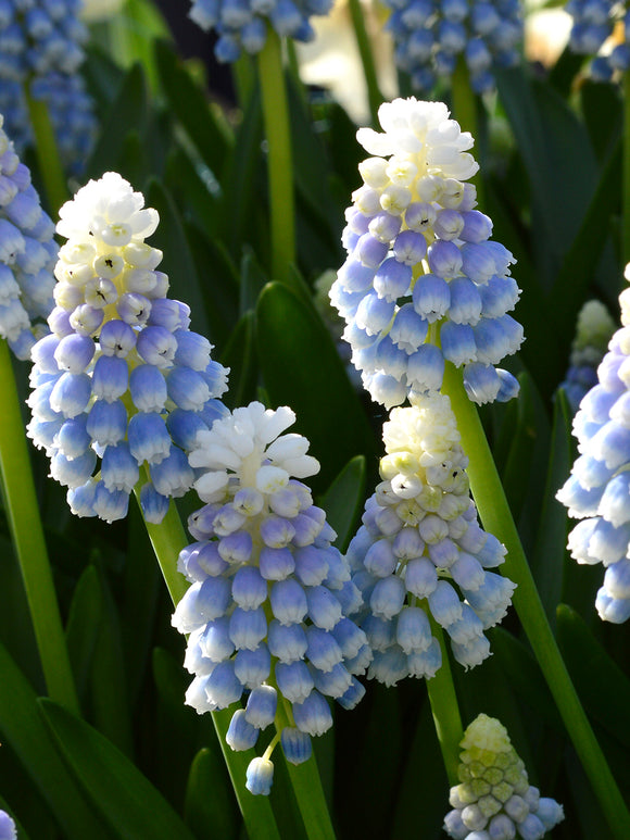 Traubenhyazinthe Muscari Mount Hood