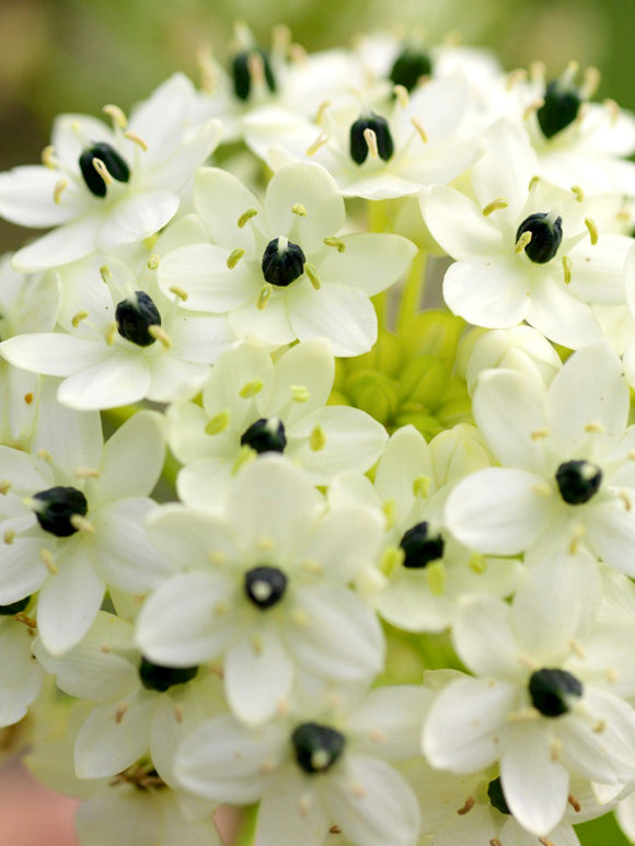 Ornithogalum arabicum (Arabischer Milchstern)