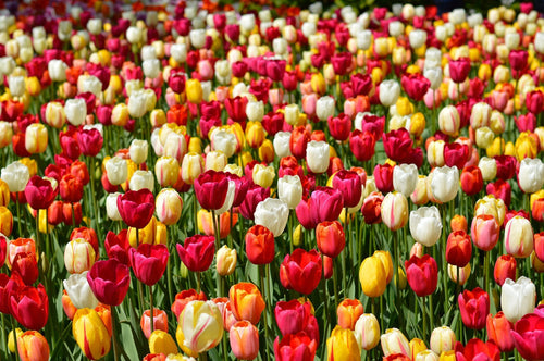 Einfache späte Tulpenzwiebeln Mischung