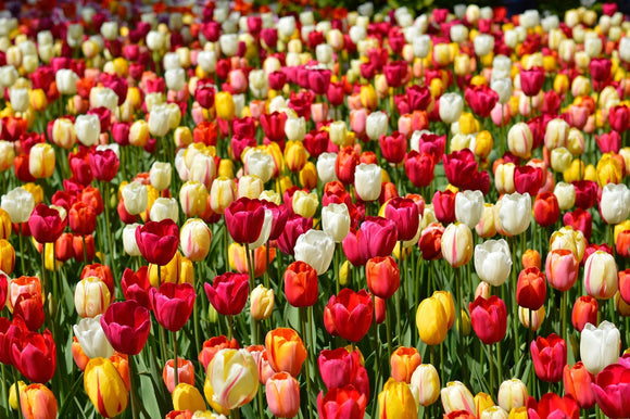 Einfache späte Tulpenzwiebeln Mischung