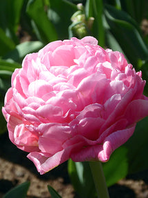 Tulpe Amazing Grace