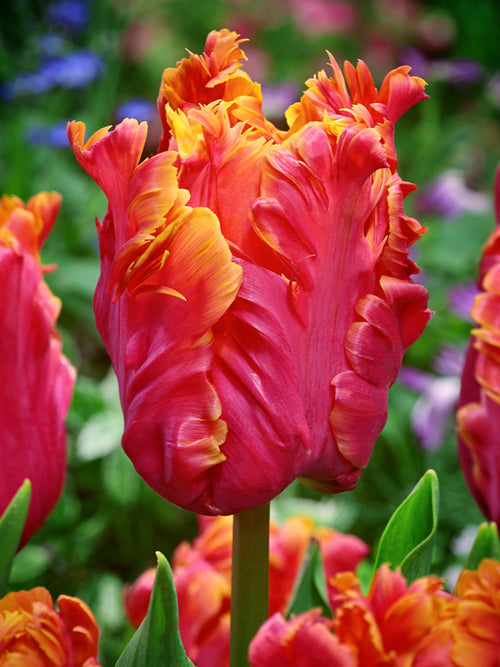 Papageien-Tulpe 'Amazing Parrot'