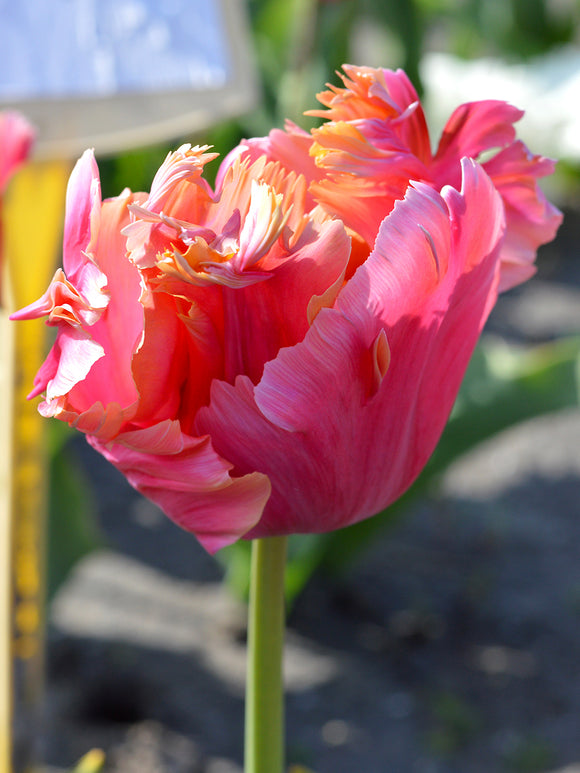 Papageien-Tulpe 'Amazing Parrot'