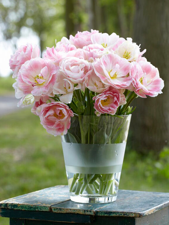 Tulipa 'Angélique' – Gefüllte späte Tulpe