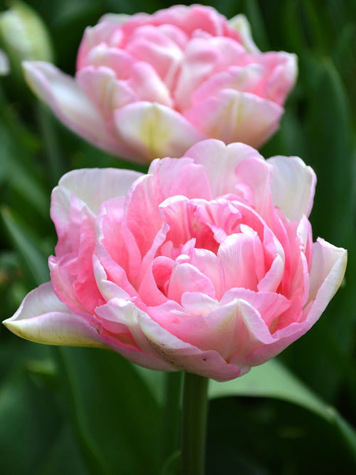 Tulpe Angelique