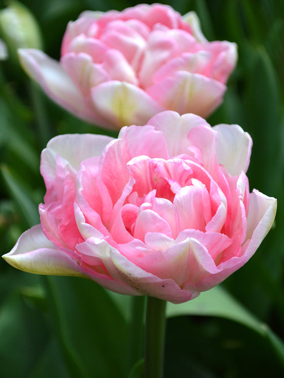 Tulpe Angelique